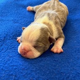 Meg - Boston Terrier puppy in Youngsville, North Carolina from Gemini Boston Terriers