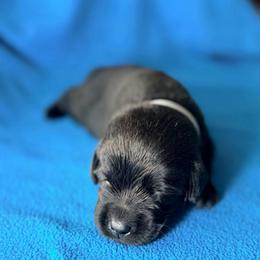 Grey Collar - Black male Labrador Retriever puppy in Port Saint Lucie, Florida from Fleeher Labradors