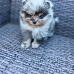 Gucci - Blue merle male Pomeranian puppy in Brentwood, California from Royalpawpoms