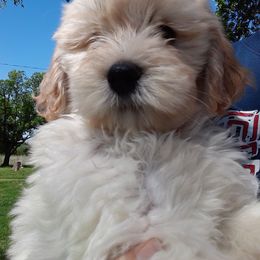 Goldendoodle and Poodle Puppies from Golden B Acres