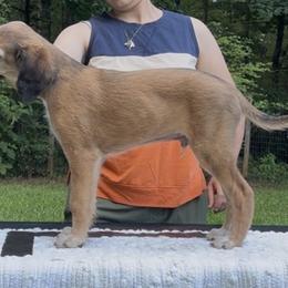 Saluki Puppies from Eisa Salukis