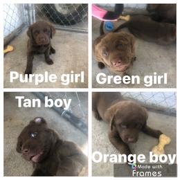 Chesapeake Bay Retriever Puppies from Birdsview Chesapeake Kennel