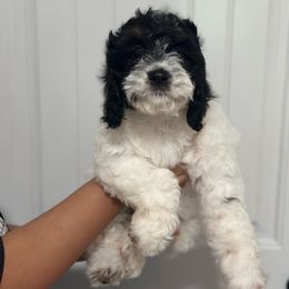 Purple collar girl - Black white and tan female Cockapoo puppy in Oologah, Oklahoma from Timber Hills Poodles and Doodles