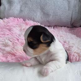 Puppy 1 - Parti female Yorkshire Terrier puppy in Newnan, Georgia from Yorkie Tales