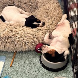 Basset Hound Puppies from Oak Tree Basset Hounds