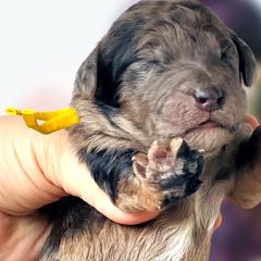 Girl 2 - Merle Whoodle puppy in Knoxville, Tennessee from Fleury Farm Doodles TN