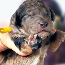 Girl 2 - Merle Whoodle puppy in Knoxville, Tennessee from Fleury Farm Doodles TN