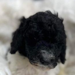 Goldendoodle and Poodle Puppies from Elizabeth Rocha's Doodles