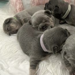 French Bulldogs from Alicia's French Bulldogs