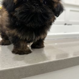 Shih Tzu Puppies from Magnolia Tzus