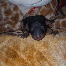 Poodle puppies from J Designer Puppies