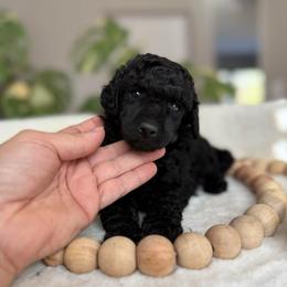 Storm - Black male Poodle puppy in Monetta, South Carolina from Moonrise Poodles