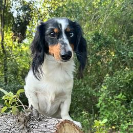 Seamus - Dachshund