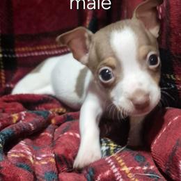 Odin - White and chocolate male Teddy Roosevelt Terrier puppy in Murray, Kentucky from Froschwald German Shepherds and Xanadu Teddy Roosevelt Terriers