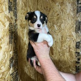 Black Male 2 - Black and tan male Pembroke Welsh Corgi puppy in De Witt, Arkansas from Western Plains Kennel