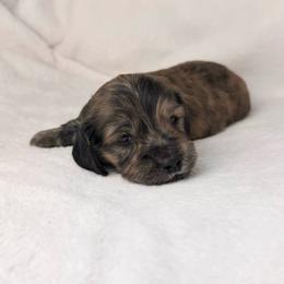 Halo - Brindle male Dachshund puppy in Kingman, Arizona from Diddle Bros Dachshunds