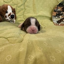 Davey Jones - Liver and white male English Springer Spaniel puppy in Cookeville, Tennessee from AVE Springer Spaniels