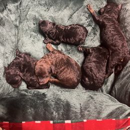 Poodle puppies from Silver Bells Paw Prints