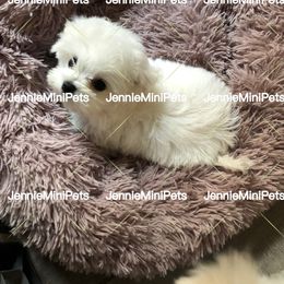 Maltese Puppies from JennieMiniPets