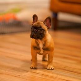Gunther - Fawn male French Bulldog puppy in Sidney Center, New York from iFrenchi
