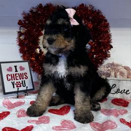 Stevie Nicks - Phantom female Bernedoodle puppy in Gilbert, Arizona from The Berne Barn... it’s a Doodle thing!