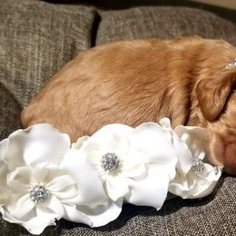 Cocker Spaniel Puppies from Chloe's Cocker Spaniels