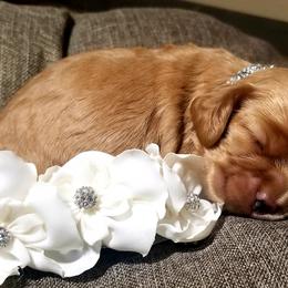 Cocker Spaniel Puppies from Chloe's Cocker Spaniels