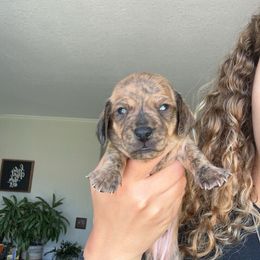 Dachshund Puppies from King Funny Farm