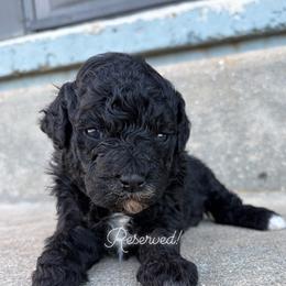 Clove - Black female Goldendoodle puppy in Brooksville, Florida from Spring Prairie Doodles