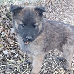 Orange Boy - Belgian Tervuren puppy from Katahdin Kennel Belgian Tervurens
