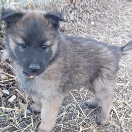 Orange Boy - Belgian Tervuren puppy from Katahdin Kennel Belgian Tervurens
