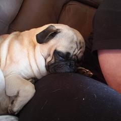 Frank - Pug