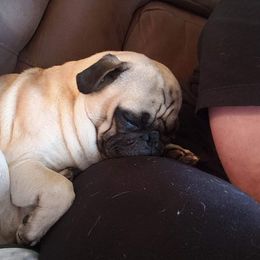 Frank - Pug