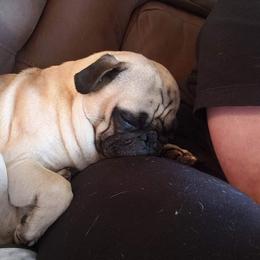 Frank - Pug