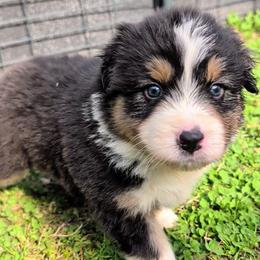 Quinn4Boy5- BTM,LONG,AKC,OFAs,Genetics - Black tri-color male Australian Shepherd puppy in South Hill, Virginia from Silverside Aussies LLC