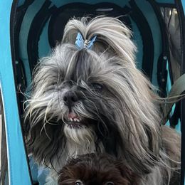 Shih Tzus from Shih Tzu Fam