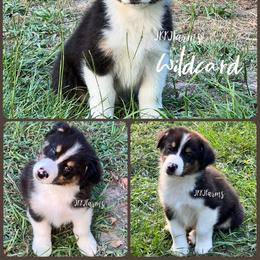 2 Wildcard, BTM - Black tri-color male Australian Shepherd puppy in Huntington, Texas from JKKJ Farms, LLC