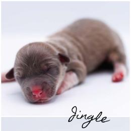 Jingle - Sable female Pembroke Welsh Corgi puppy in Poteau, Oklahoma from Half-Pint Corgis