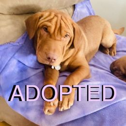 Dewey - Fawn Companion Cross puppy in Indianapolis, Indiana from The Sharpeagle Barkery