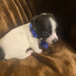 Boy 2 - Black and white male Jack Russell Terrier puppy in Centerville, Pennsylvania from Rose Haven Farm