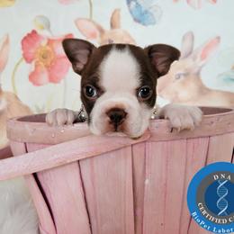 Boston Terrier Puppies from Our Gang Bostons