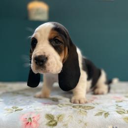 Elsa - Black brown and white female Basset Hound puppy in Remington, Virginia from Lotus Rose Basset hounds