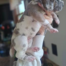 Jinx - Harlequin female Great Dane puppy in Norwalk, Ohio from Swanger Danes