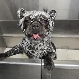Neptune - French Bulldog
