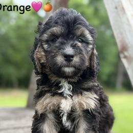 Orange - Phantom female Bernedoodle puppy in Lancaster, Minnesota from Richardville Hunde