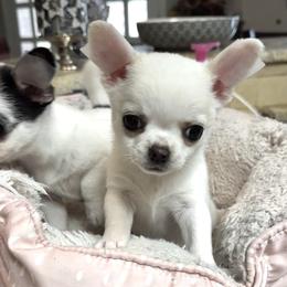 Sinatra - White male Chihuahua puppy in Corpus Christi, Texas from Doubletake Chihuahuas