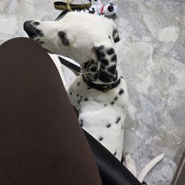 Dalmatian Puppies from America's Dalmatian Friends