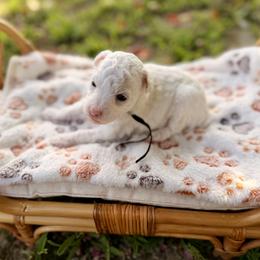 Cove - Parti male Poodle puppy in Dunn, North Carolina from Sandy Creek Kennels