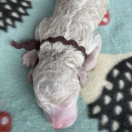 Boy 6 - Goldendoodle puppy in Beggs, Oklahoma from Meyers Doodles