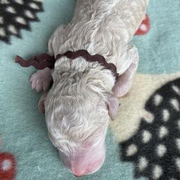 Boy 6 - Goldendoodle puppy in Beggs, Oklahoma from Meyers Doodles